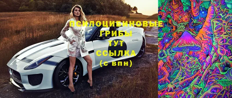 Галлюциногенные грибы Cubensis  Бронницы 